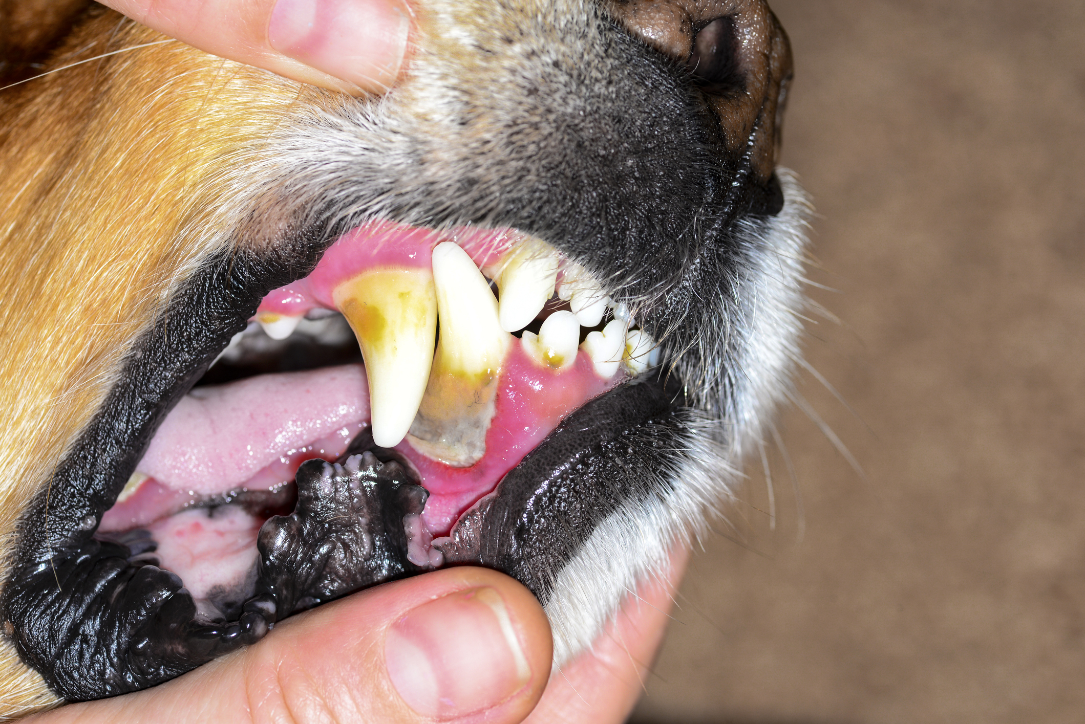 What Causes Receding Gums In Dogs