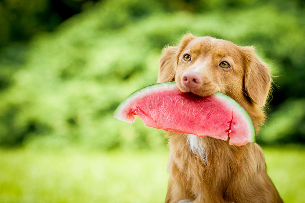 can dogs eat watermelon in manchester nh