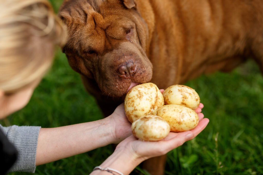 can dogs eat potatoes in manchester, new hampshire