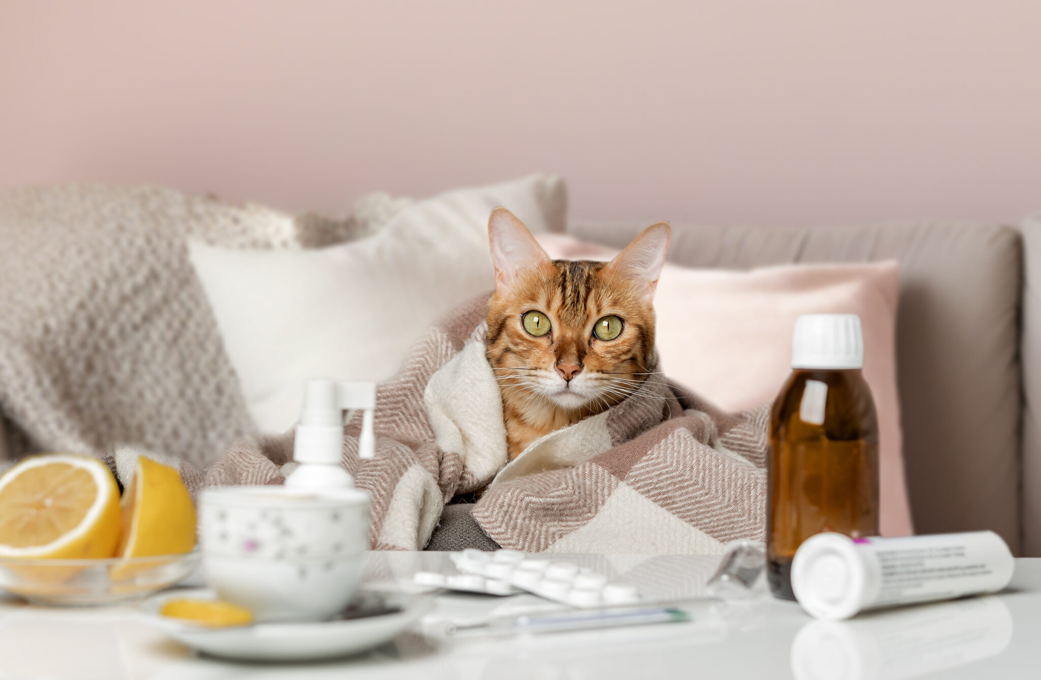 What Every Cat Owner Should Know About Cat Cold Symptoms Best Friends