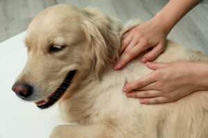 owner-checking-dog-for-ticks