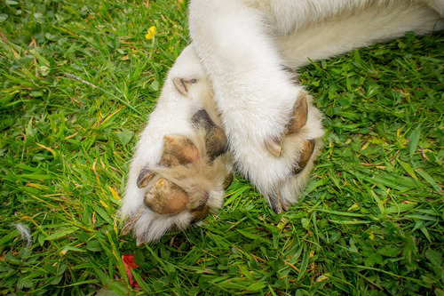 hyperkeratosis-on-dog's-paw