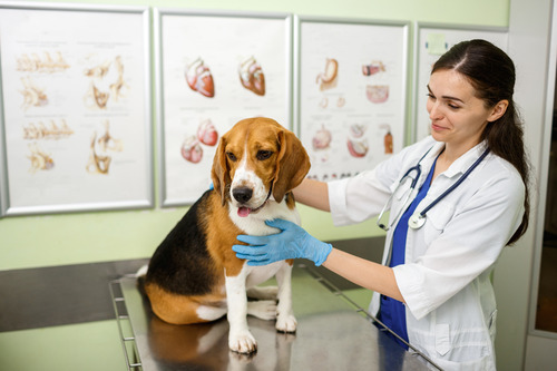 vet-examining-dog-at-clinic