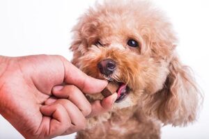 close up of dog eating a heartworm prevention pill