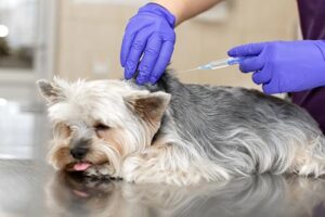 doctor giving yorkshire terrier a vaccination