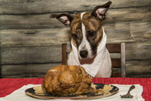 mixed breed dog sitting at dinner table staring at turkey dinner