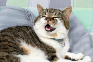 brown and white cat laying in bed mid sneeze