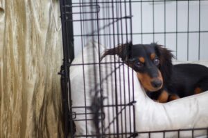 dachshund dog laying in a bed inside a wired crate