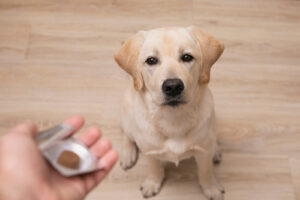 pet owner holding oral flea and tick preventative tablet while yellow labrador dog sits and waits
