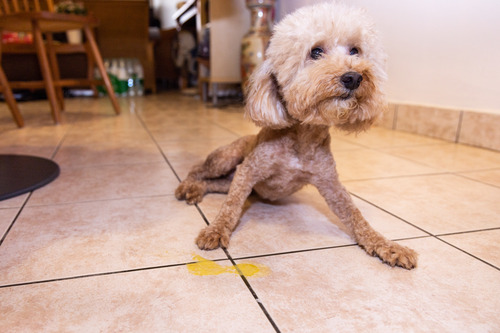 toy poodle dog vomits yellow puddle on the floor