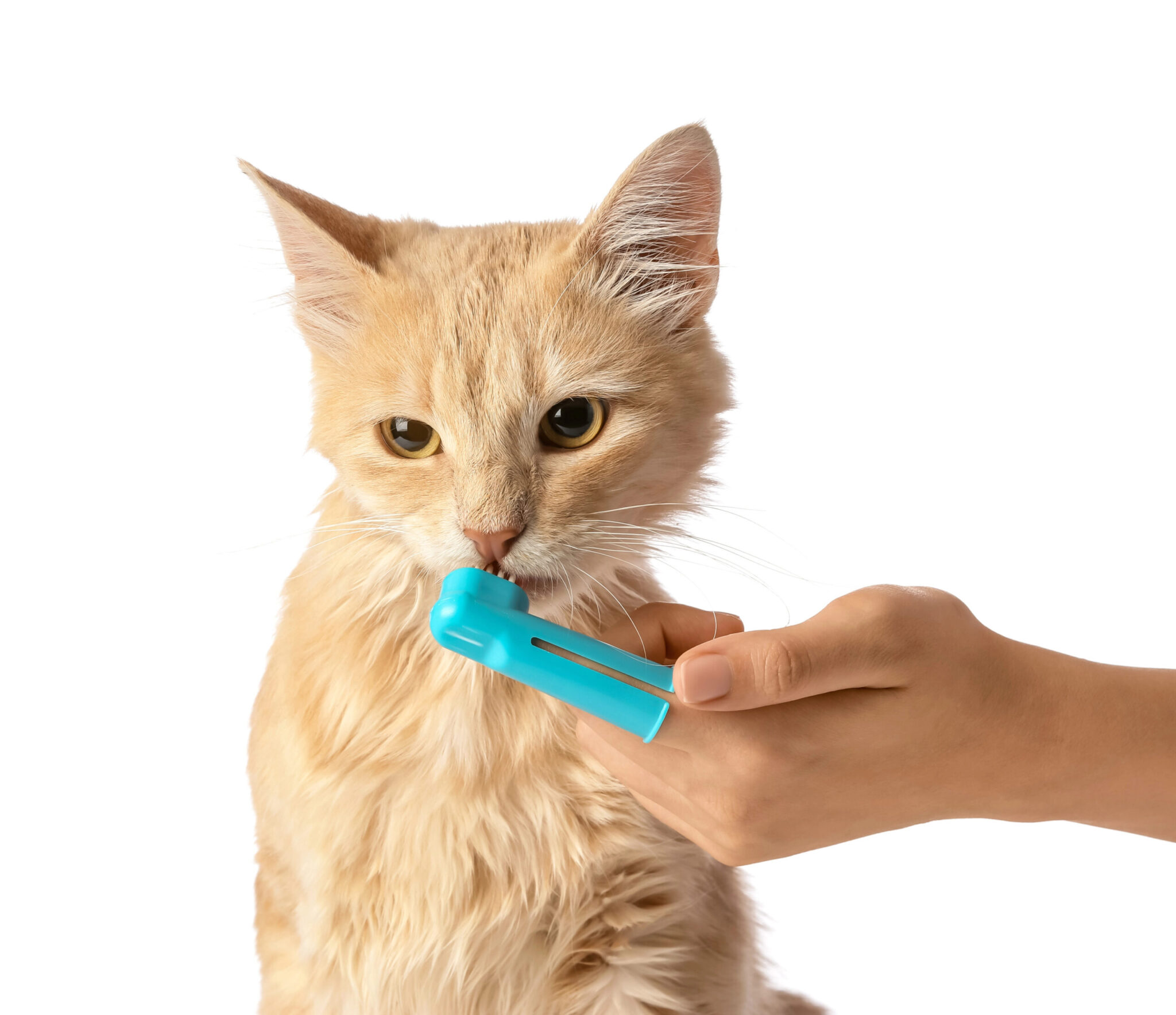 person brushing orange cat's teeth