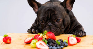 French bulldog sniffing strawberries, blueberries and raspberries on a table