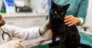 vet and pet owner petting black cat during appointment at clinic