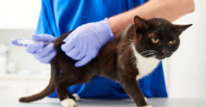 vet administering cat vaccine to black and white cat at clinic