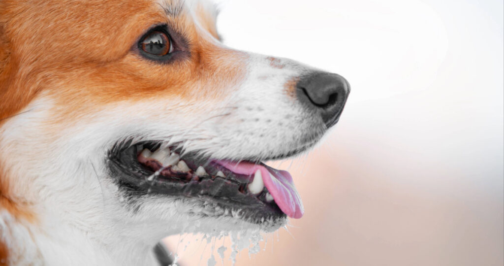 close up of dog with drool caught on its chin