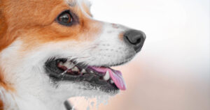 close up of dog with drool caught on its chin