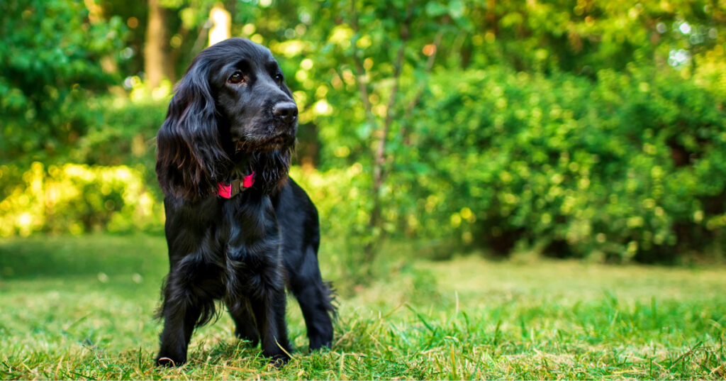cocker spaniel dog standing in the grass outside
