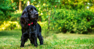 cocker spaniel dog standing in the grass outside