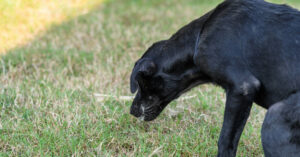 black dog vomiting into grass