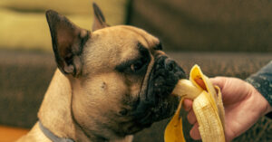 bulldog eating a banana