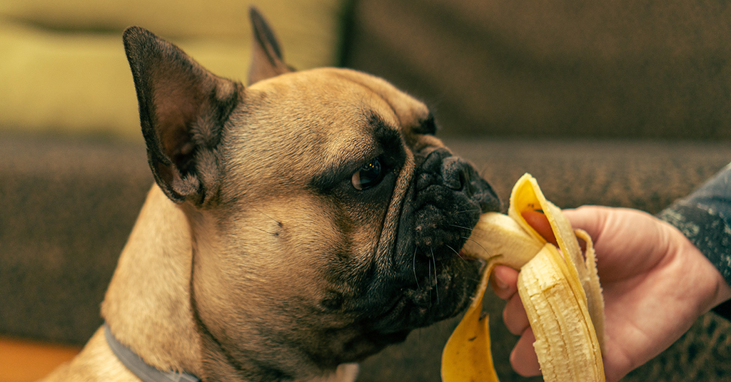 bulldog eating a banana