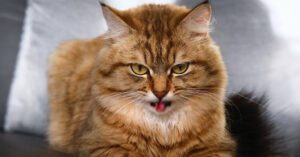 long haired orange cat with tongue out and coughing