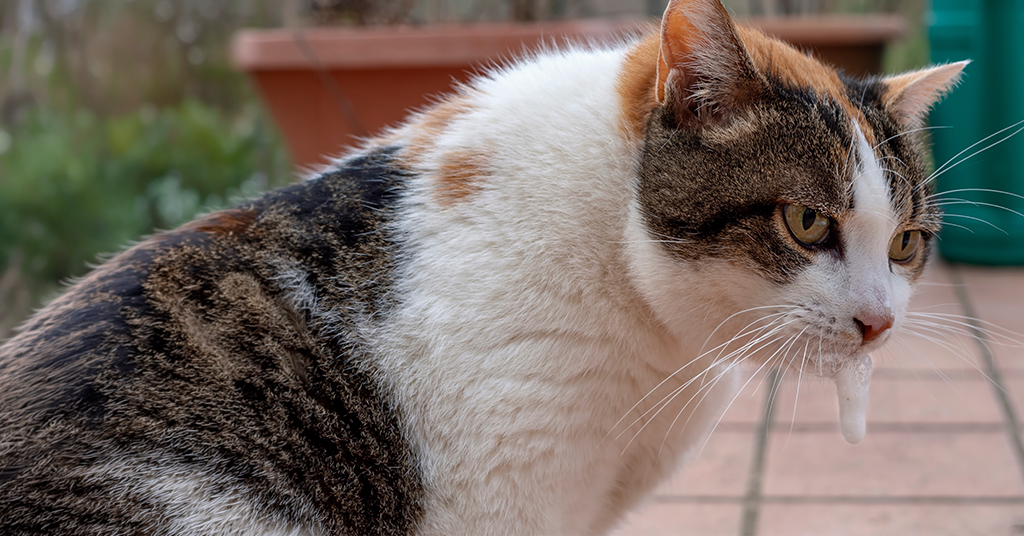 cat with white foam dripping down from mouth