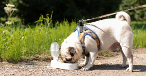 pug drinking from water bowl outside