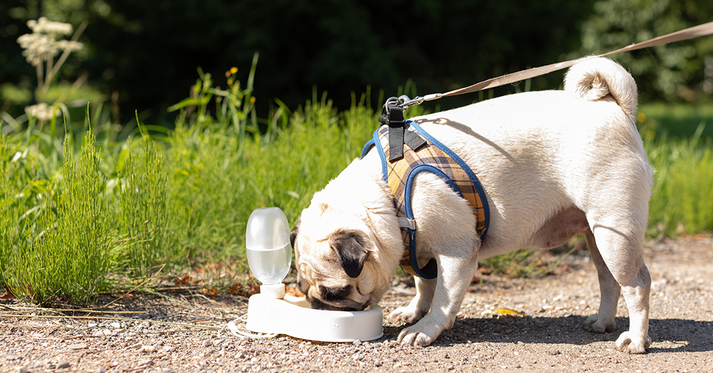 pug drinking from water bowl outside