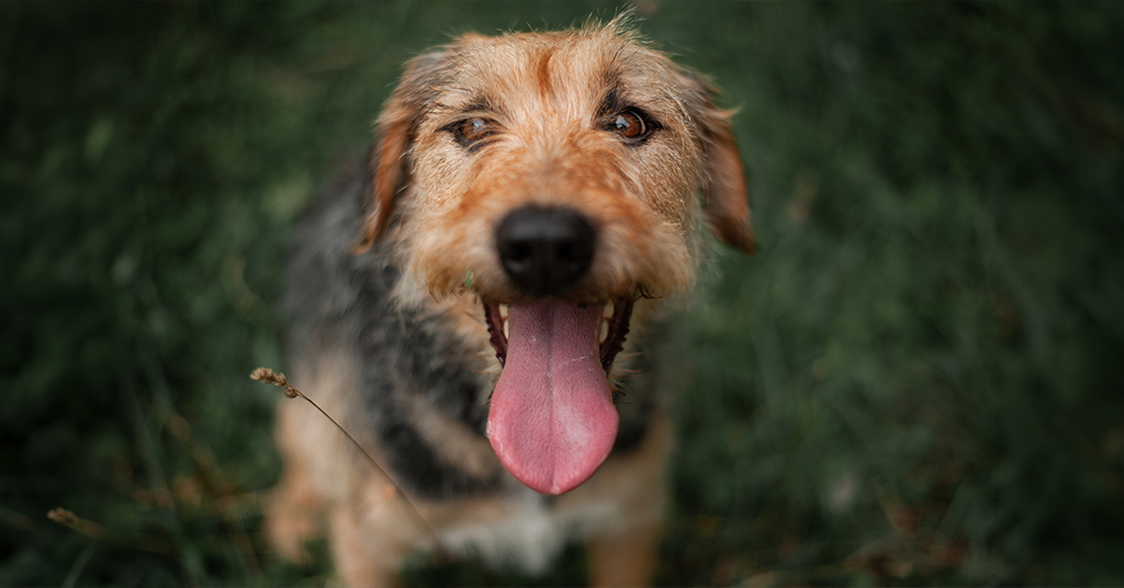 brown dog panting