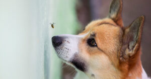 corgi looking at a bee