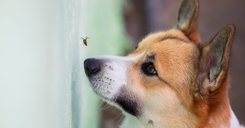 corgi looking at a bee